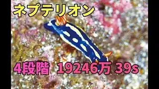【プリコネR】4段階 ネプテリオン 19246万　39s持越
